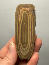 Load image into Gallery viewer, Stromatolite Fossil Slice | Ancient Microbial Reef Structure | Morocco
