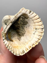 Load image into Gallery viewer, Bivalve (Pelecypoda) Fossil Sea Shell with Chalcopyrite | Mineralized Fossil Specimen | Indonesia

