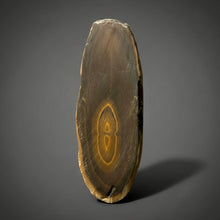 Load image into Gallery viewer, Stromatolite Fossil Slice | Ancient Microbial Reef Structure | Morocco
