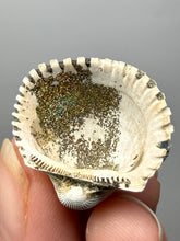 Load image into Gallery viewer, Bivalve (Pelecypoda) Fossil Sea Shell with Chalcopyrite | Mineralized Fossil Specimen | Indonesia
