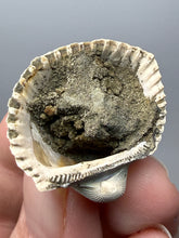 Load image into Gallery viewer, Bivalve (Pelecypoda) Fossil Sea Shell with Chalcopyrite | Mineralized Fossil Specimen | Indonesia
