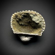 Load image into Gallery viewer, Bivalve (Pelecypoda) Fossil Sea Shell with Chalcopyrite | Mineralized Fossil Specimen | Indonesia
