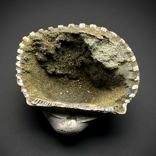 Load image into Gallery viewer, Bivalve (Pelecypoda) Fossil Sea Shell with Chalcopyrite | Mineralized Fossil Specimen | Indonesia
