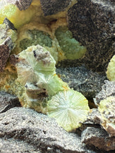 Load image into Gallery viewer, High-Grade Green Wavellite Collectors Specimen - Radiating Botryoidal Crystal Formation - Arkansas, USA
