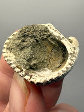 Load image into Gallery viewer, Bivalve (Pelecypoda) Fossil Sea Shell with Chalcopyrite | Mineralized Fossil Specimen | Indonesia
