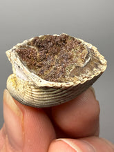 Load image into Gallery viewer, Bivalve (Pelecypoda) Fossil Sea Shell with Chalcopyrite | Mineralized Fossil Specimen | Indonesia
