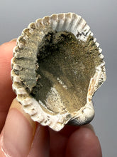 Load image into Gallery viewer, Bivalve (Pelecypoda) Fossil Sea Shell with Chalcopyrite | Mineralized Fossil Specimen | Indonesia
