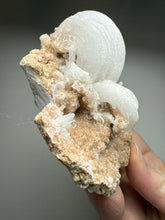 Load image into Gallery viewer, Moroccan Ram’s Horn Selenite (Gypsum) Crystal Display Specimen
