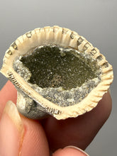 Load image into Gallery viewer, Bivalve (Pelecypoda) Fossil Sea Shell with Chalcopyrite | Mineralized Fossil Specimen | Indonesia
