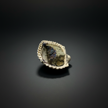 Load image into Gallery viewer, Bivalve (Pelecypoda) Fossil Sea Shell with Chalcopyrite | Mineralized Fossil Specimen | Indonesia
