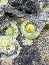Load image into Gallery viewer, High-Grade Green Wavellite Collectors Specimen - Radiating Botryoidal Crystal Formation - Arkansas, USA
