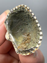 Load image into Gallery viewer, Bivalve (Pelecypoda) Fossil Sea Shell with Chalcopyrite | Mineralized Fossil Specimen | Indonesia
