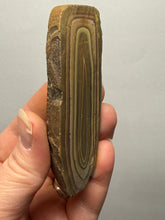 Load image into Gallery viewer, Stromatolite Fossil Slice | Ancient Microbial Reef Structure | Morocco
