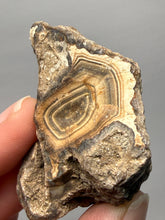Load image into Gallery viewer, Premium Sumatra Agate (Banded Chalcedony) Display Specimen | Indonesia
