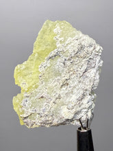 Load image into Gallery viewer, Vibrant Yellow Brucite Thumbnail Mineral Specimen | Collector Crystal from Killa Saifullah District in Balochistan Province, Pakistan
