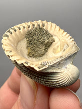 Load image into Gallery viewer, Bivalve (Pelecypoda) Fossil Sea Shell with Chalcopyrite | Mineralized Fossil Specimen | Indonesia
