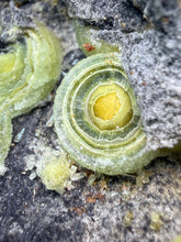 Load image into Gallery viewer, High-Grade Green Wavellite Collectors Specimen - Radiating Botryoidal Crystal Formation - Arkansas, USA
