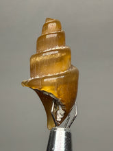 Load image into Gallery viewer, Agatized Gastropod Fossil Specimen | Morocco
