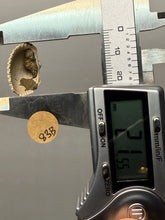 Load image into Gallery viewer, Bivalve (Pelecypoda) Fossil Sea Shell with Chalcopyrite | Mineralized Fossil Specimen | Indonesia
