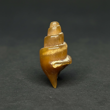 Load image into Gallery viewer, Agatized Gastropod Fossil Specimen | Morocco
