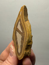 Load image into Gallery viewer, Stromatolite Fossil Slice | Ancient Microbial Reef Structure | Morocco
