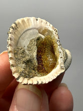 Load image into Gallery viewer, Bivalve (Pelecypoda) Fossil Sea Shell with Chalcopyrite | Mineralized Fossil Specimen | Indonesia
