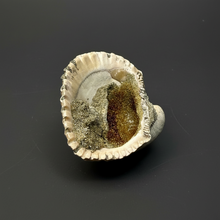 Load image into Gallery viewer, Bivalve (Pelecypoda) Fossil Sea Shell with Chalcopyrite | Mineralized Fossil Specimen | Indonesia
