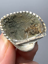 Load image into Gallery viewer, Bivalve (Pelecypoda) Fossil Sea Shell with Chalcopyrite | Mineralized Fossil Specimen | Indonesia
