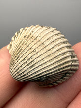 Load image into Gallery viewer, Bivalve (Pelecypoda) Fossil Sea Shell with Chalcopyrite | Mineralized Fossil Specimen | Indonesia
