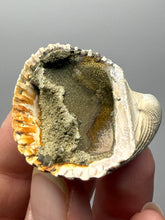 Load image into Gallery viewer, Bivalve (Pelecypoda) Fossil Sea Shell with Chalcopyrite | Mineralized Fossil Specimen | Indonesia
