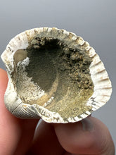 Load image into Gallery viewer, Bivalve (Pelecypoda) Fossil Sea Shell with Chalcopyrite | Mineralized Fossil Specimen | Indonesia

