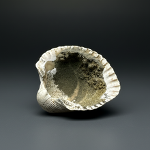 Load image into Gallery viewer, Bivalve (Pelecypoda) Fossil Sea Shell with Chalcopyrite | Mineralized Fossil Specimen | Indonesia
