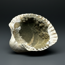 Load image into Gallery viewer, Bivalve (Pelecypoda) Fossil Sea Shell with Chalcopyrite | Mineralized Fossil Specimen | Indonesia
