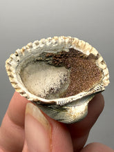 Load image into Gallery viewer, Bivalve (Pelecypoda) Fossil Sea Shell with Chalcopyrite | Mineralized Fossil Specimen | Indonesia
