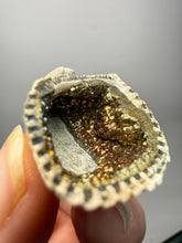 Load image into Gallery viewer, Bivalve (Pelecypoda) Fossil Sea Shell with Chalcopyrite | Mineralized Fossil Specimen | Indonesia
