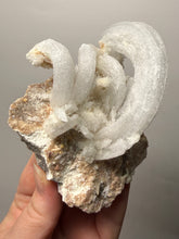 Load image into Gallery viewer, Moroccan Ram’s Horn Selenite (Gypsum) Crystal Display Specimen
