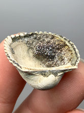 Load image into Gallery viewer, Bivalve (Pelecypoda) Fossil Sea Shell with Chalcopyrite | Mineralized Fossil Specimen | Indonesia
