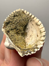 Load image into Gallery viewer, Bivalve (Pelecypoda) Fossil Sea Shell with Chalcopyrite | Mineralized Fossil Specimen | Indonesia
