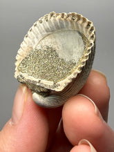 Load image into Gallery viewer, Bivalve (Pelecypoda) Fossil Sea Shell with Chalcopyrite | Mineralized Fossil Specimen | Indonesia
