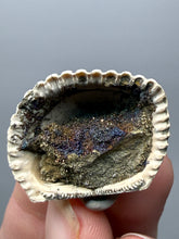 Load image into Gallery viewer, Bivalve (Pelecypoda) Fossil Sea Shell with Chalcopyrite | Mineralized Fossil Specimen | Indonesia
