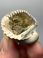 Load image into Gallery viewer, Bivalve (Pelecypoda) Fossil Sea Shell with Chalcopyrite | Mineralized Fossil Specimen | Indonesia
