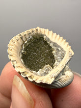 Load image into Gallery viewer, Bivalve (Pelecypoda) Fossil Sea Shell with Chalcopyrite | Mineralized Fossil Specimen | Indonesia
