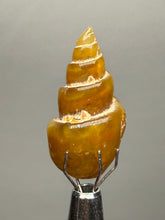 Load image into Gallery viewer, Agatized Gastropod Fossil Specimen | Morocco

