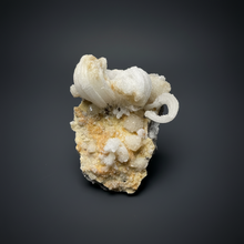 Load image into Gallery viewer, Moroccan Ram’s Horn Selenite (Gypsum) Crystal Display Specimen
