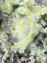 Load image into Gallery viewer, High-Grade Green Wavellite Collectors Specimen - Radiating Botryoidal Crystal Formation - Arkansas, USA
