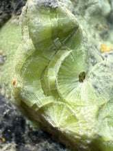 Load image into Gallery viewer, High-Grade Green Wavellite Collectors Specimen - Radiating Botryoidal Crystal Formation - Arkansas, USA

