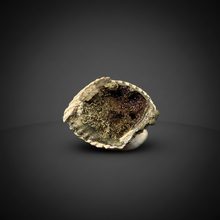 Load image into Gallery viewer, Bivalve (Pelecypoda) Fossil Sea Shell with Chalcopyrite | Mineralized Fossil Specimen | Indonesia
