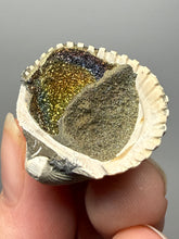 Load image into Gallery viewer, Bivalve (Pelecypoda) Fossil Sea Shell with Chalcopyrite | Mineralized Fossil Specimen | Indonesia
