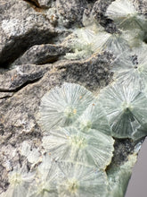 Load image into Gallery viewer, High-Grade Green Wavellite Collectors Specimen - Radiating Botryoidal Crystal Formation - Arkansas, USA
