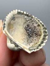 Load image into Gallery viewer, Bivalve (Pelecypoda) Fossil Sea Shell with Chalcopyrite | Mineralized Fossil Specimen | Indonesia
